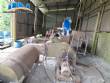 Industrial company with a factory line for recycling and producing LDPE plastics, with a capacity of 50 tons per month.